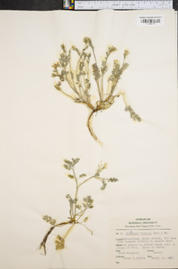 Corydalis flavula image