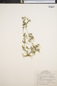 Corydalis flavula image