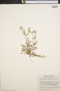 Corydalis flavula image