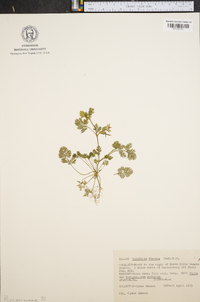 Corydalis flavula image