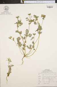 Corydalis flavula image