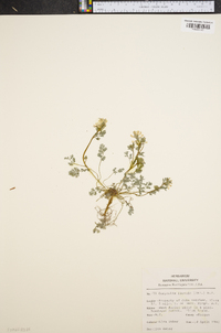 Corydalis flavula image