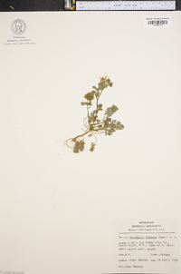 Corydalis flavula image