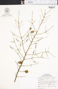 Tsuga canadensis image