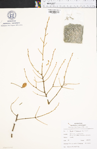 Tsuga canadensis image