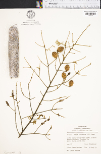 Tsuga canadensis image