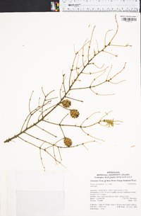 Tsuga canadensis image