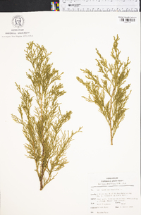 Thuja occidentalis image