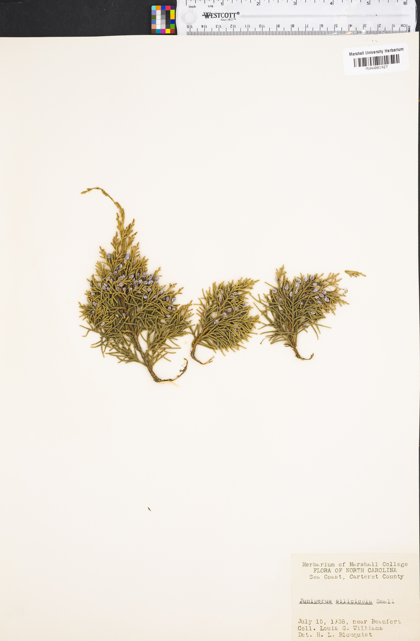 Juniperus silicicola image