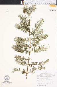 Metasequoia glyptostroboides image