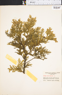 Thuja occidentalis image