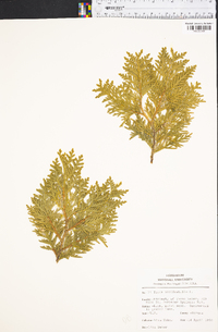 Thuja occidentalis image