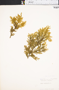 Thuja occidentalis image