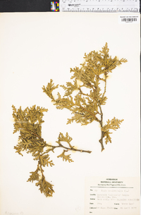 Thuja occidentalis image