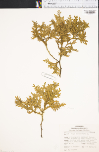 Thuja occidentalis image