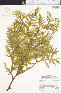 Thuja occidentalis image