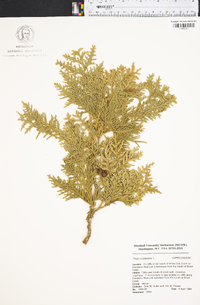 Thuja occidentalis image