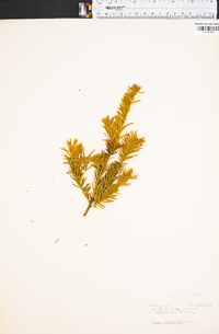 Taxus canadensis image