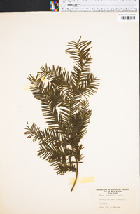 Taxus canadensis image