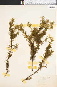 Taxus canadensis image