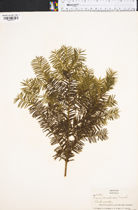 Taxus canadensis image