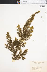 Taxus canadensis image