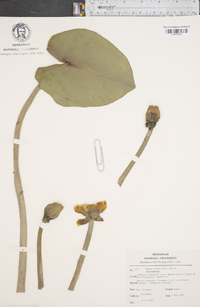 Nuphar advena image