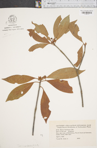 Illicium floridanum image