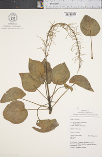 Peperomia peltigera image