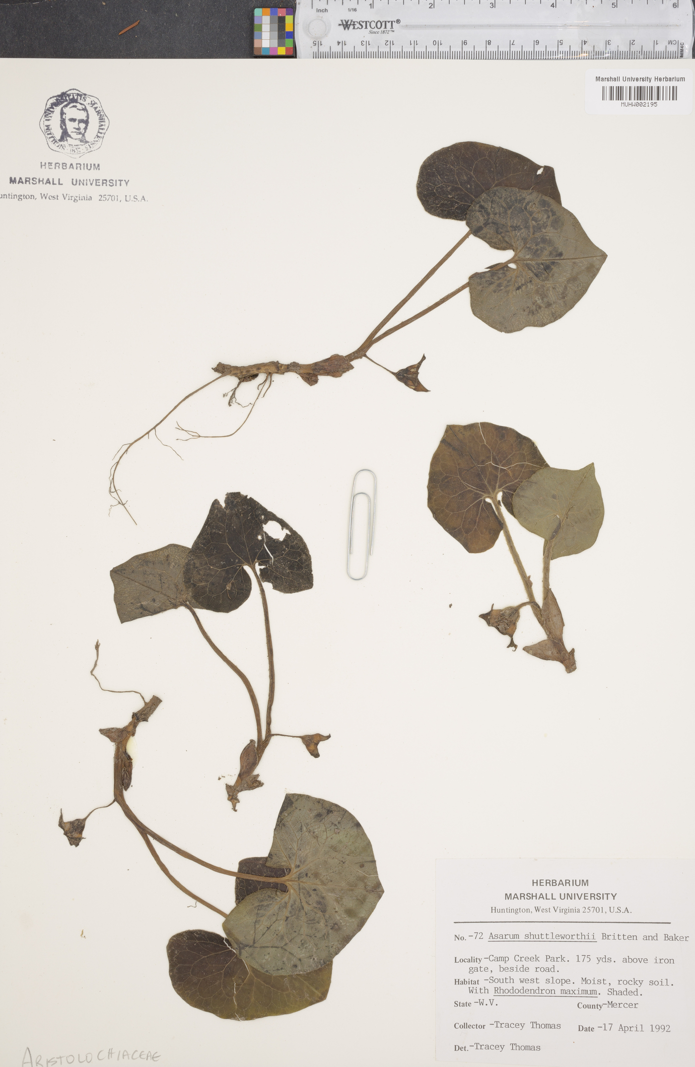Asarum shuttleworthii image