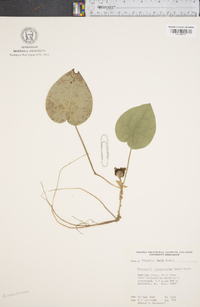 Hexastylis heterophylla image