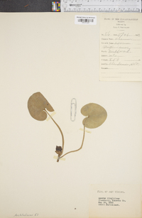 Asarum virginicum image