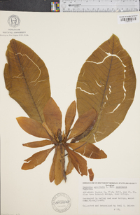 Magnolia acuminata image