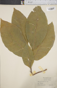 Magnolia acuminata image