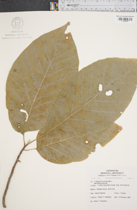 Magnolia acuminata image