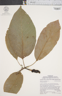 Magnolia acuminata image