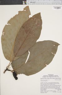 Magnolia acuminata image