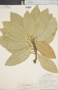 Magnolia grandiflora image