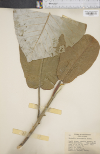 Magnolia macrophylla image