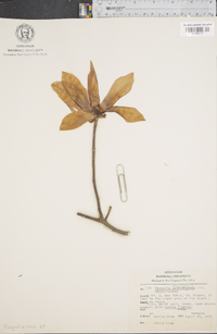 Magnolia soulangeana image