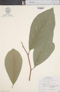 Magnolia soulangeana image