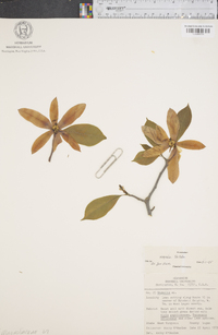 Magnolia stellata image