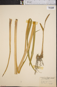 Acorus calamus image