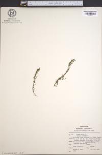 Lemna minor image