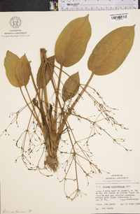 Alisma subcordatum image