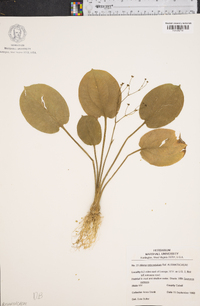 Alisma subcordatum image