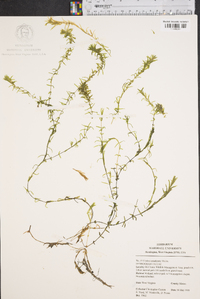 Elodea canadensis image