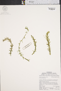 Elodea canadensis image