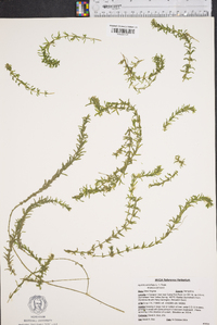 Hydrilla verticillata image