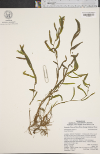 Potamogeton crispus image